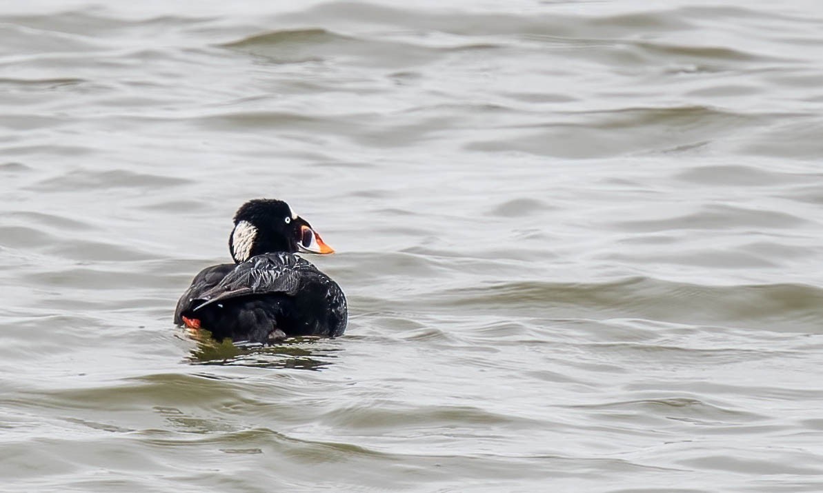 Surf Scoter - ML346684651