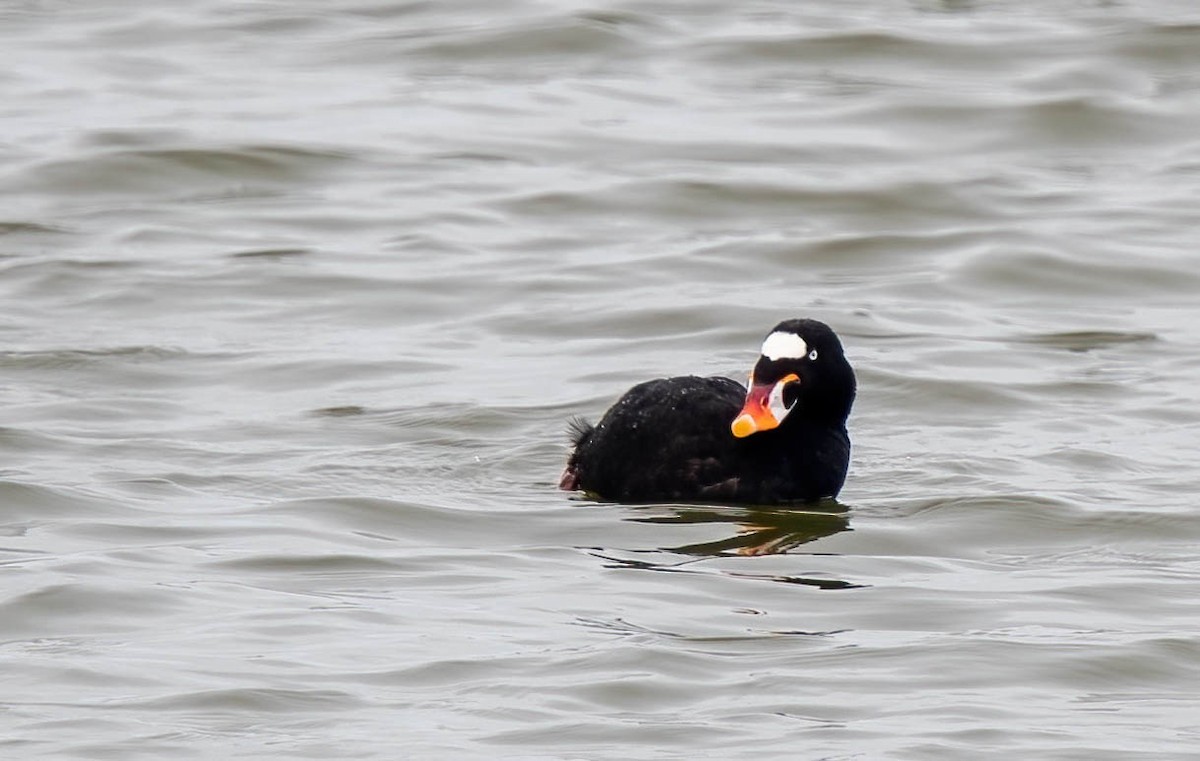 Surf Scoter - ML346684661
