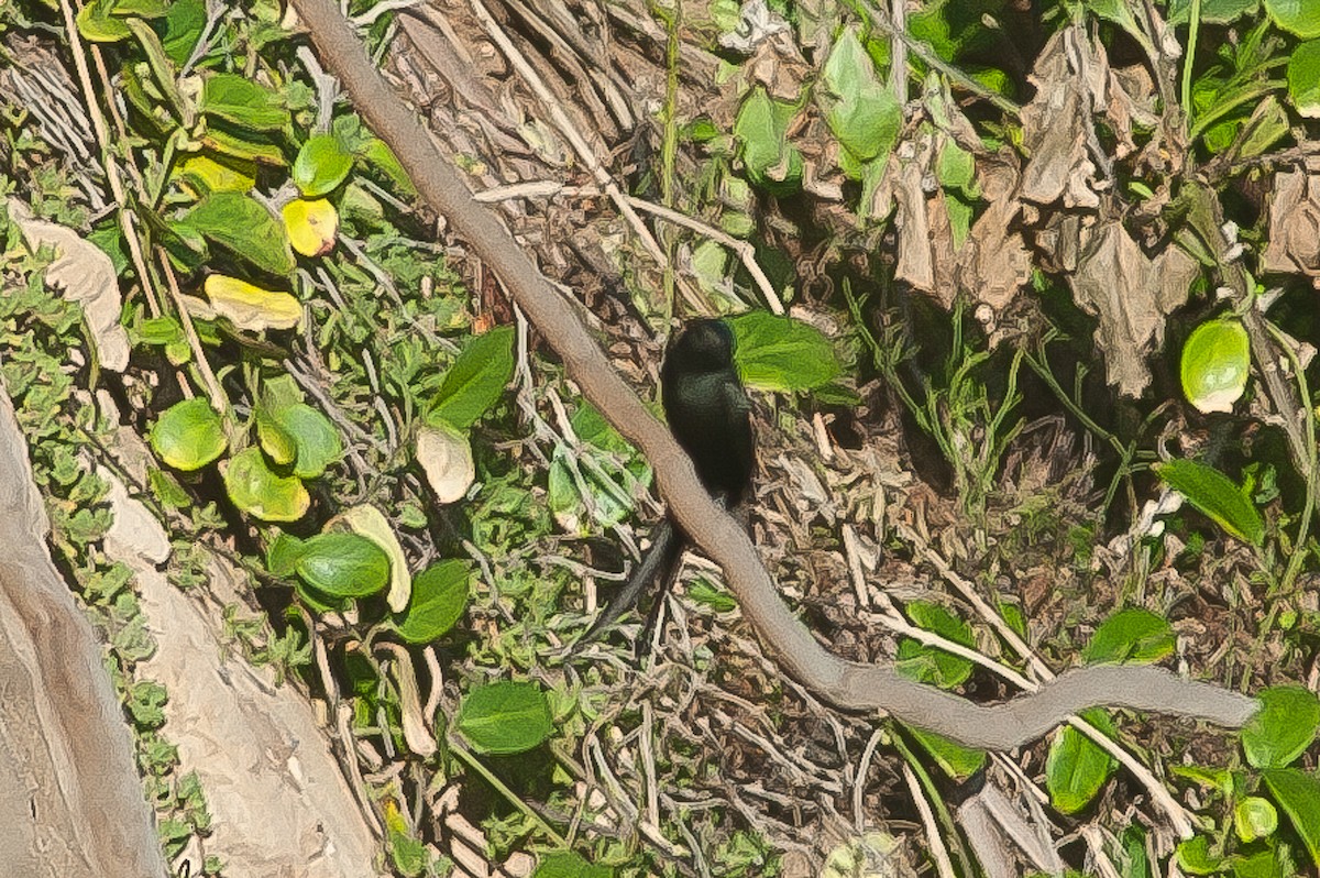 Golondrina Negra - ML346685181