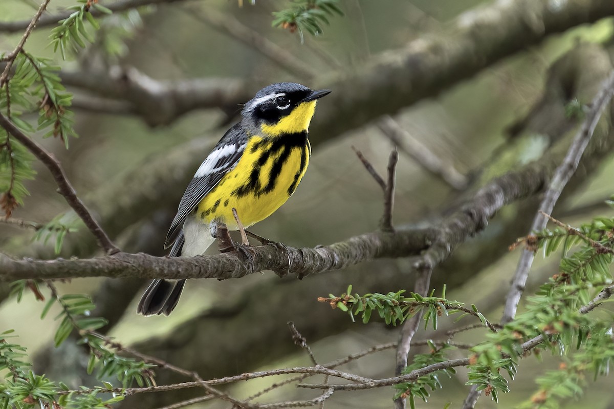 Magnolia Warbler - ML346686871