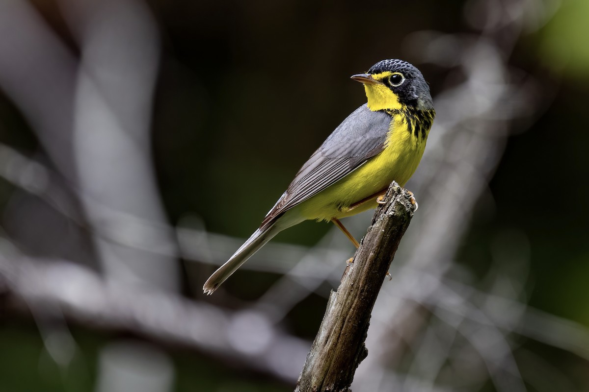 Canada Warbler - ML346687721