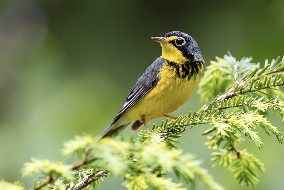 Canada Warbler - ML346687731