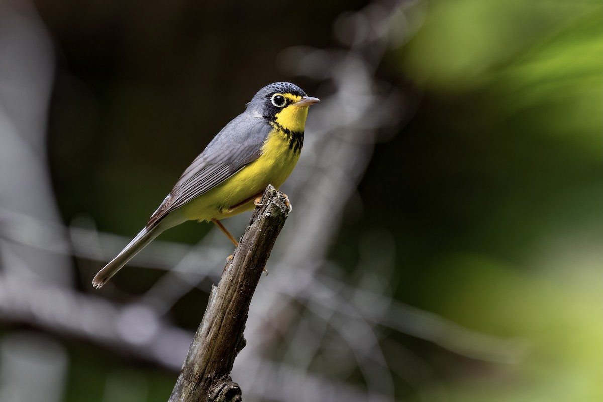 Canada Warbler - ML346687761