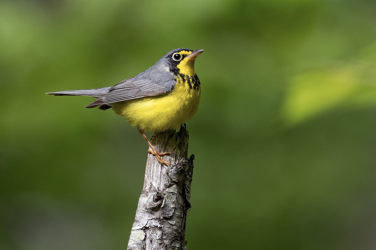 Canada Warbler - ML346687771