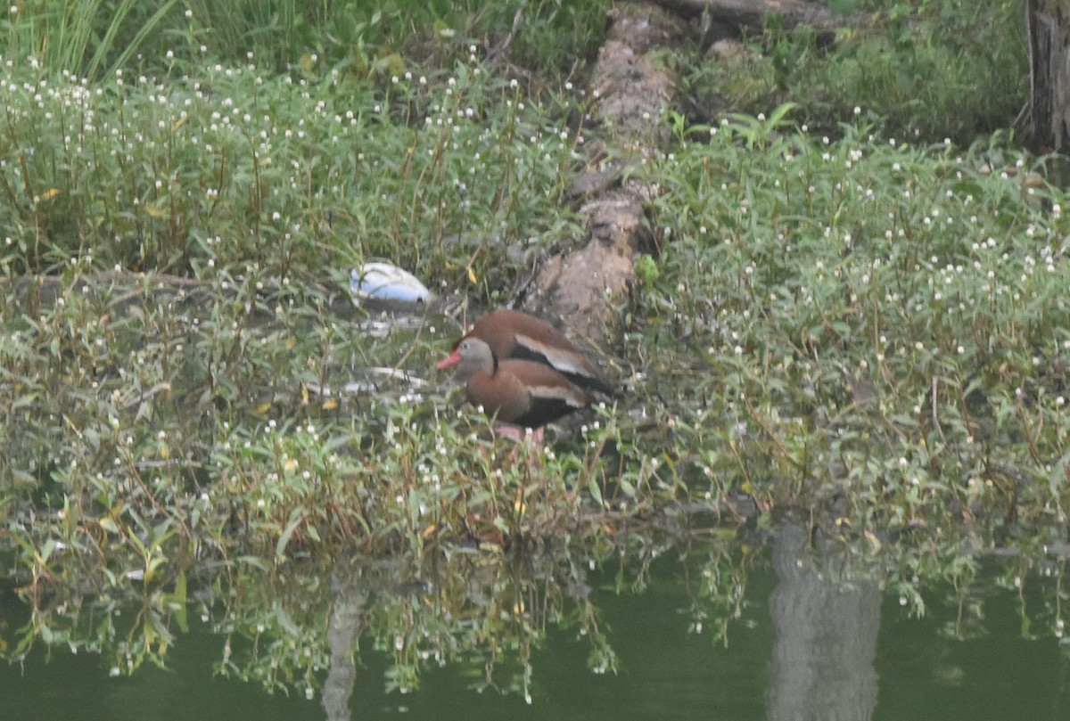Black-bellied Whistling-Duck - ML346688871