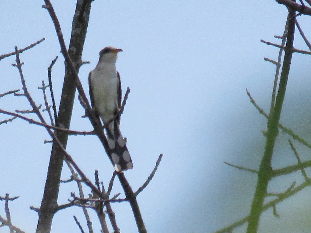 Yellow-billed Cuckoo - ML346689091