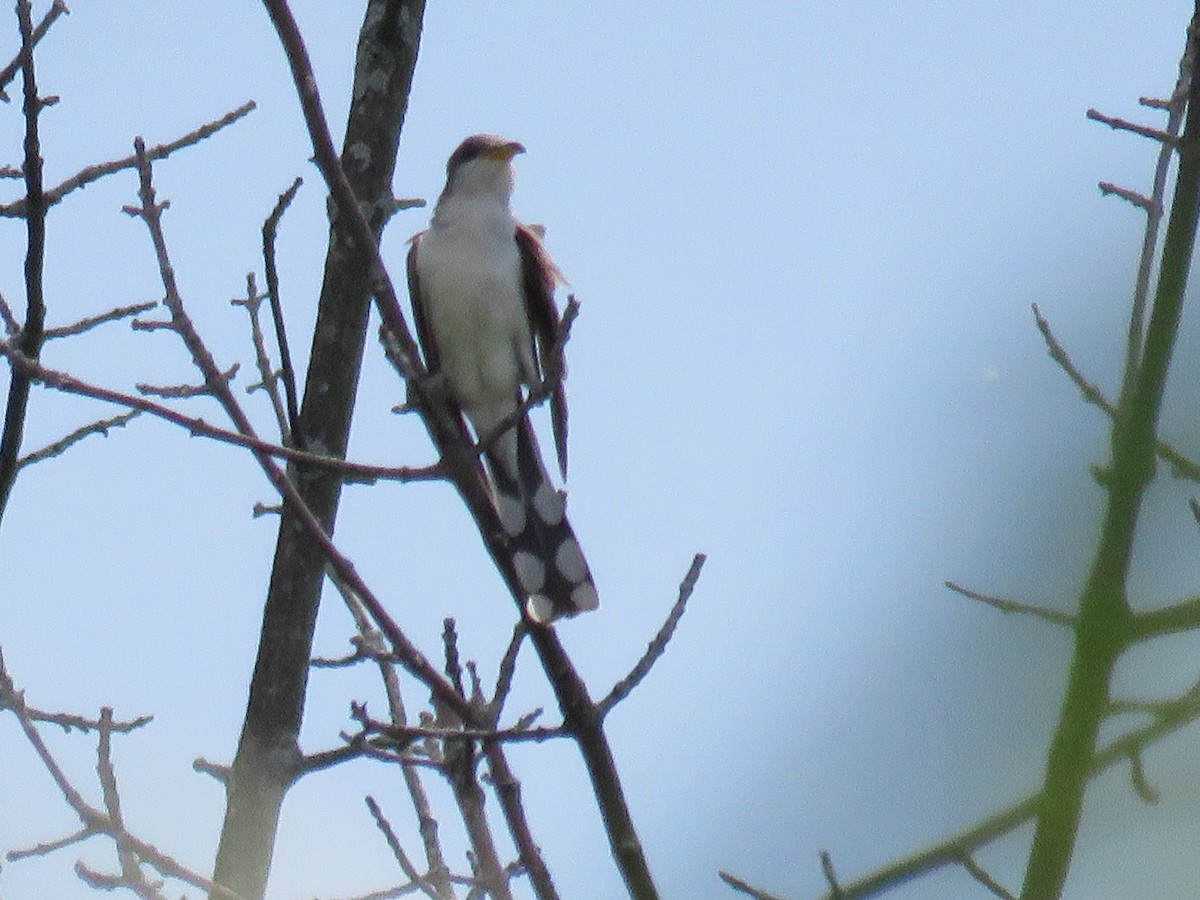 Yellow-billed Cuckoo - ML346689131