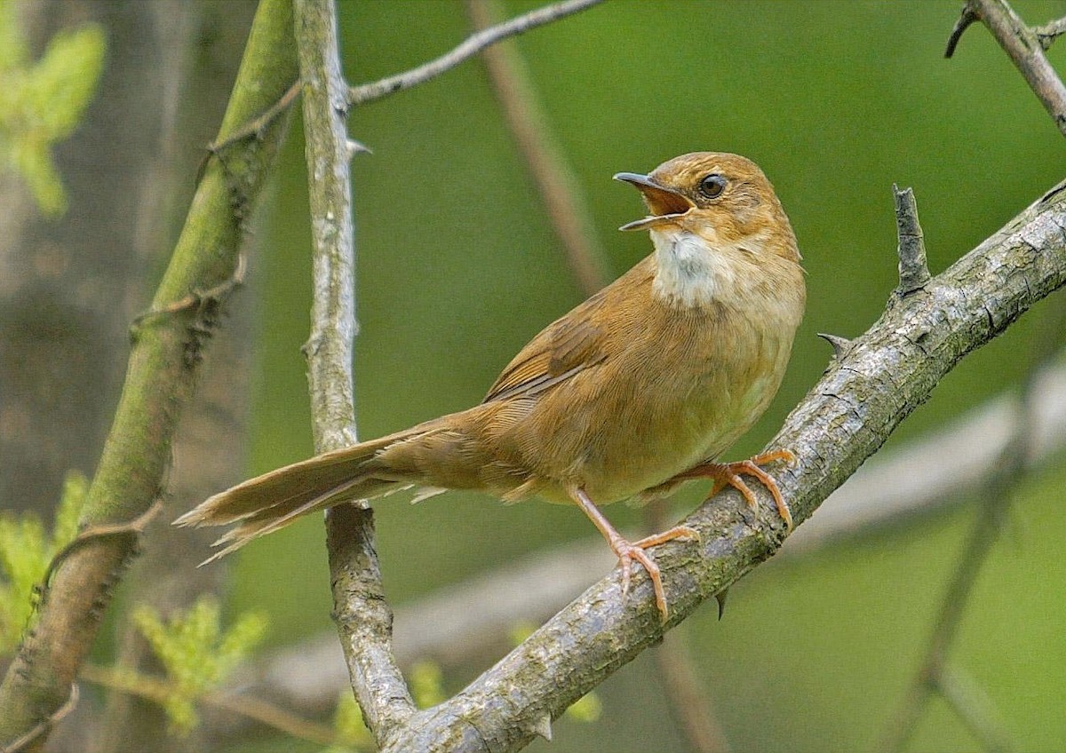 Russet Bush Warbler - 浙江 重要鸟讯汇整