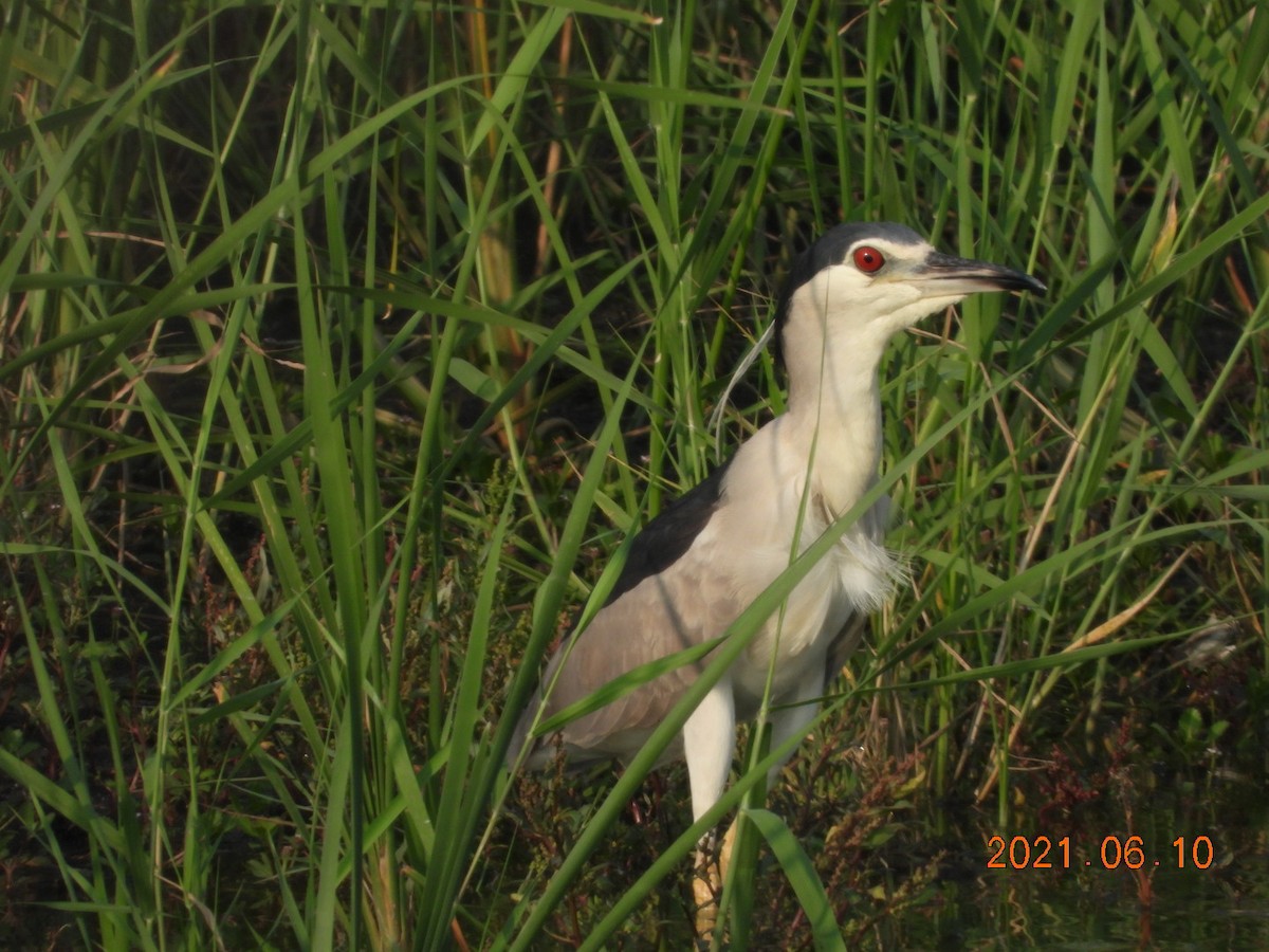 Black-crowned Night Heron - ML346691031