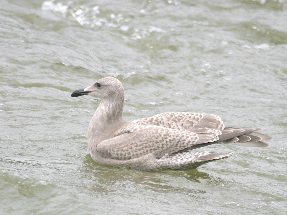 Iceland Gull (Thayer's) - ML346692761