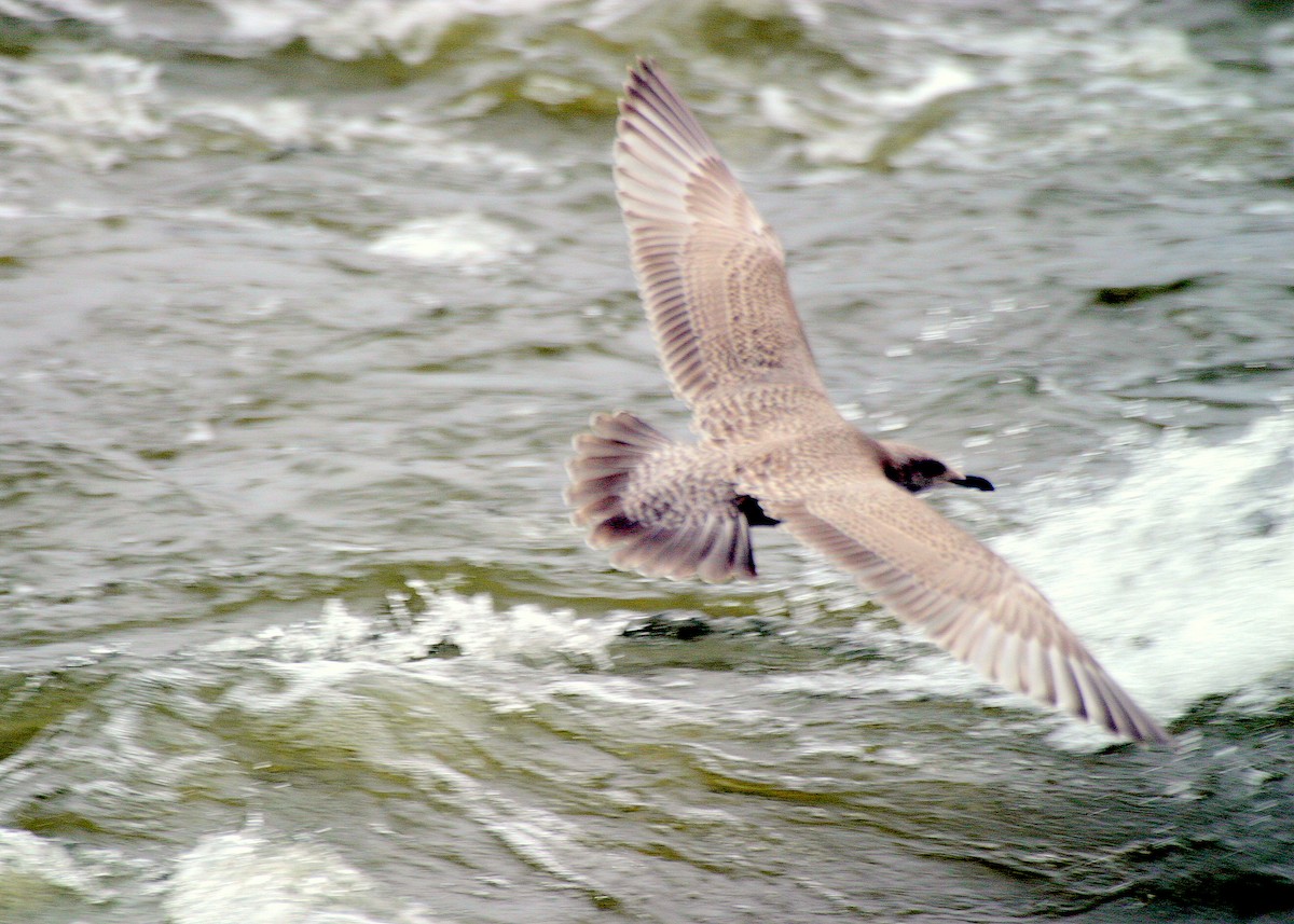 Iceland Gull (Thayer's) - ML346693421