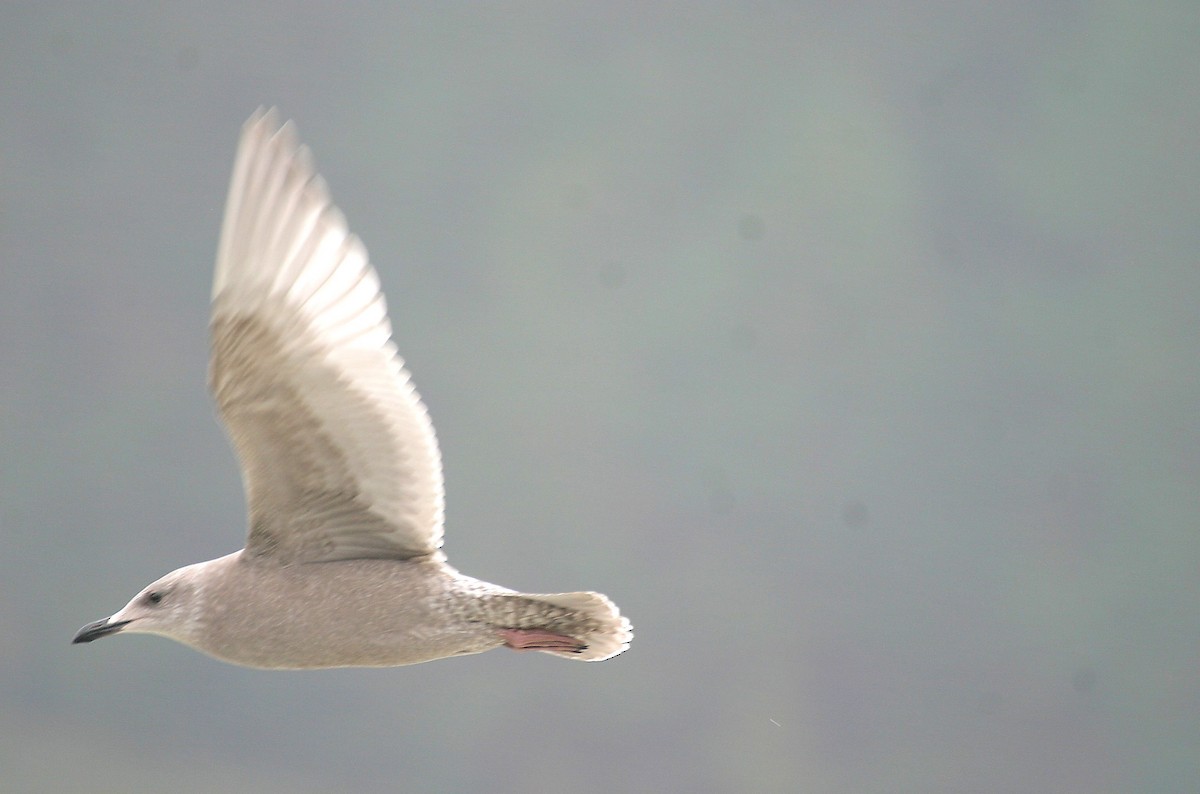 Iceland Gull (Thayer's) - Pierre Howard