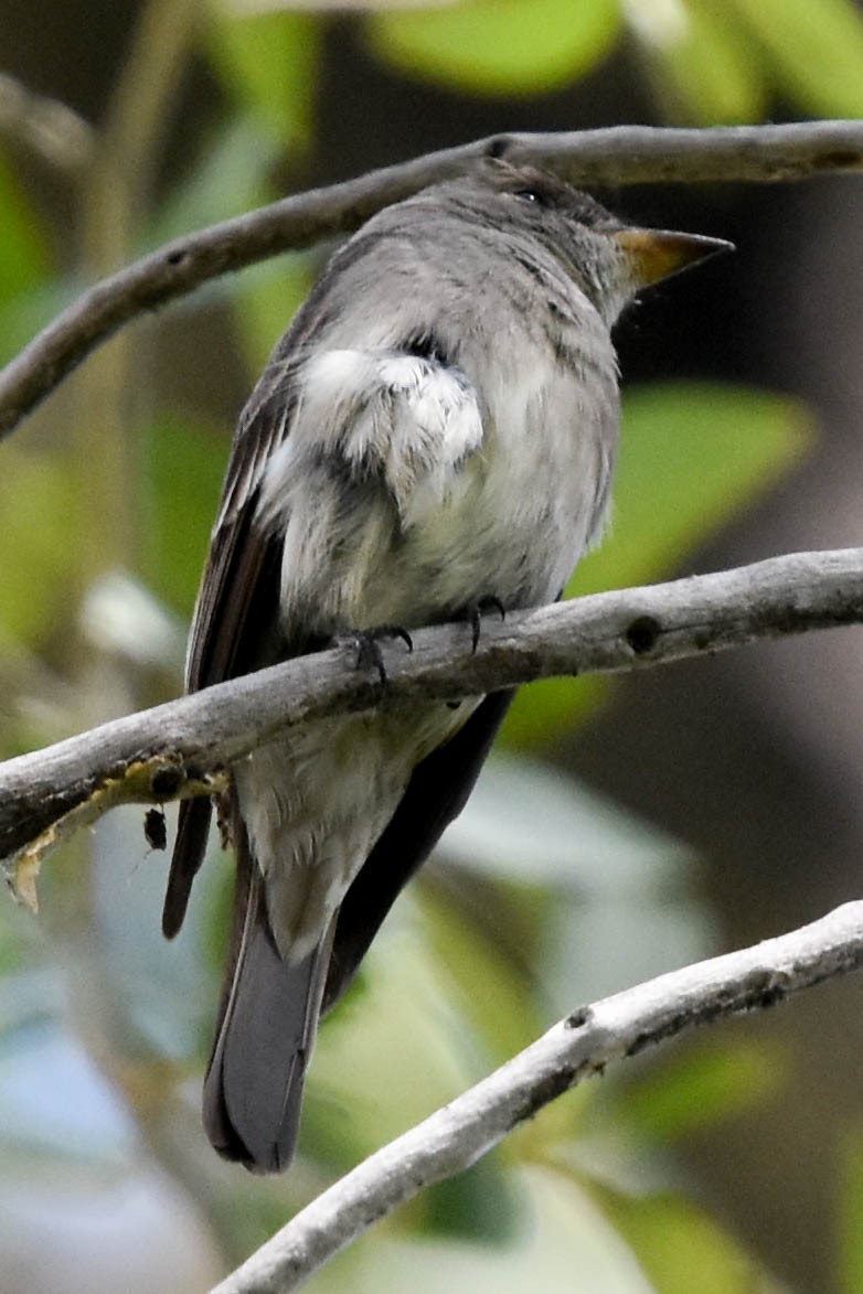 Gray Flycatcher - ML346694101