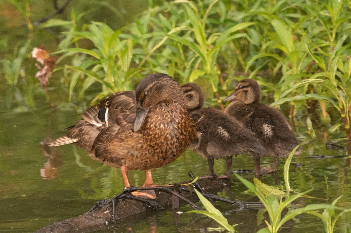 Mallard x American Black Duck (hybrid) - ML346694821