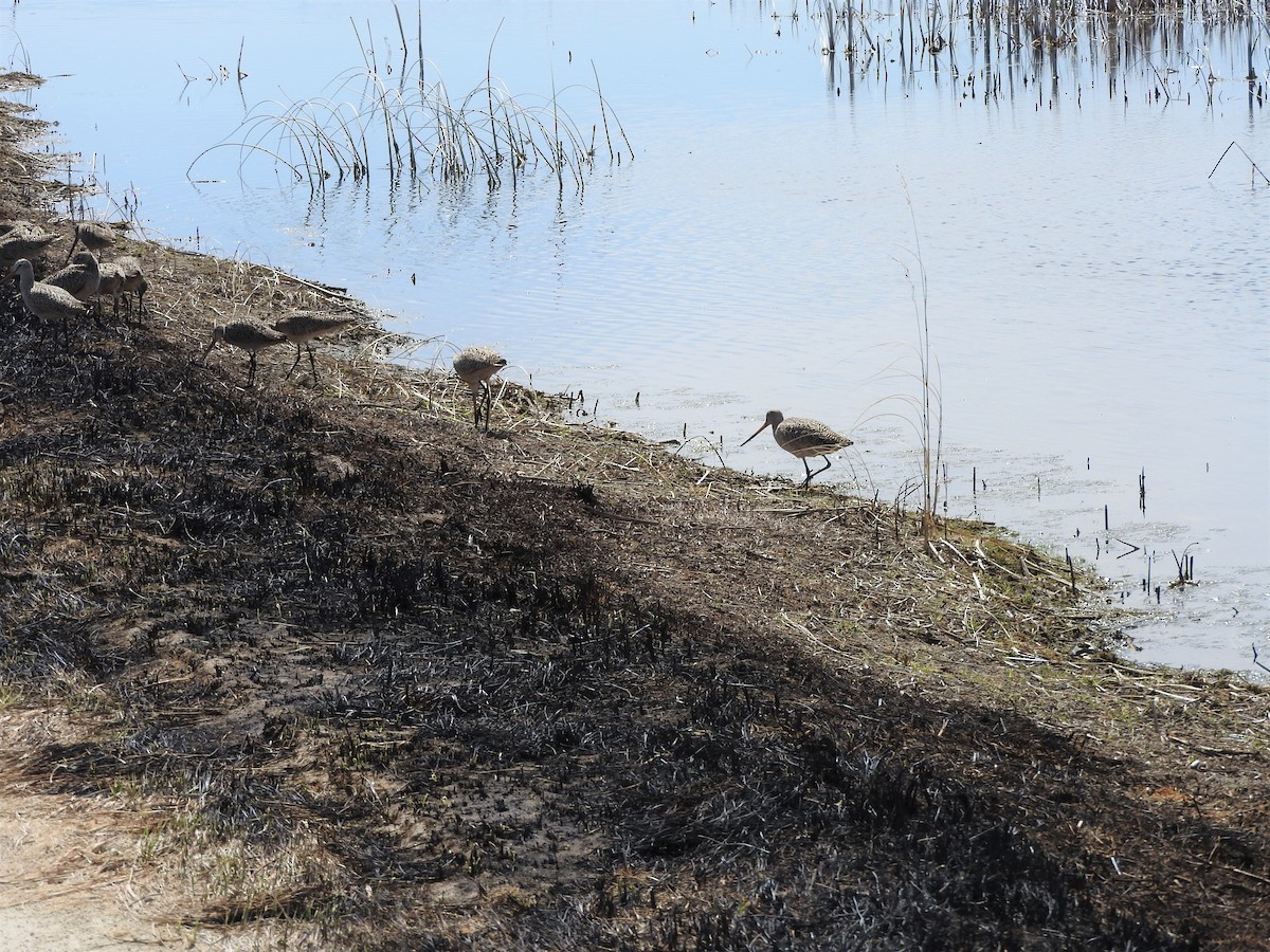 Marbled Godwit - ML346695261