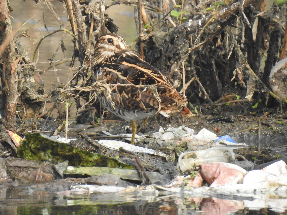 Swinhoe's/Pin-tailed Snipe - ML346697091