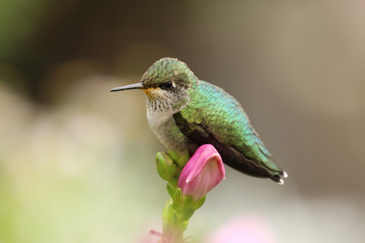 Ruby-throated Hummingbird - David Lambeth