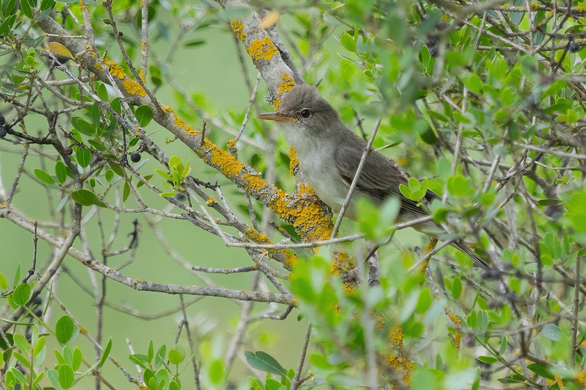 Olive-tree Warbler - ML346699531
