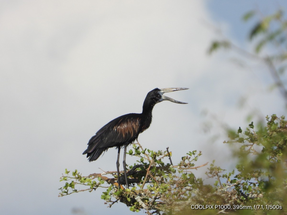 African Openbill - ML346701091