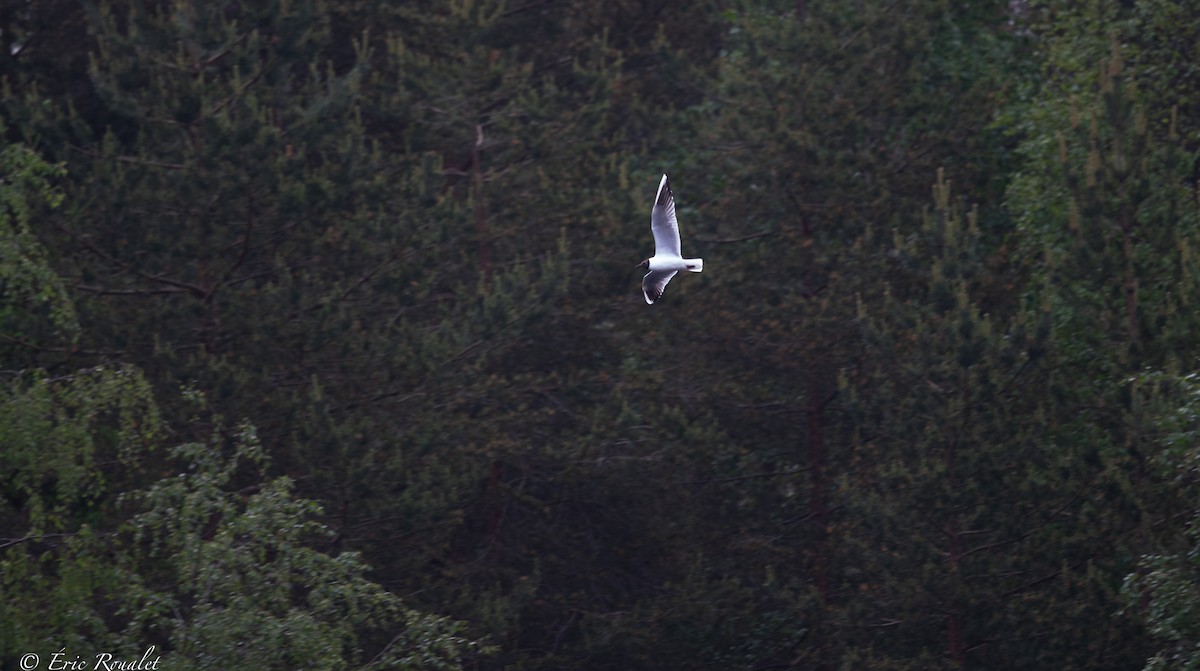 Black-headed Gull - ML346701601