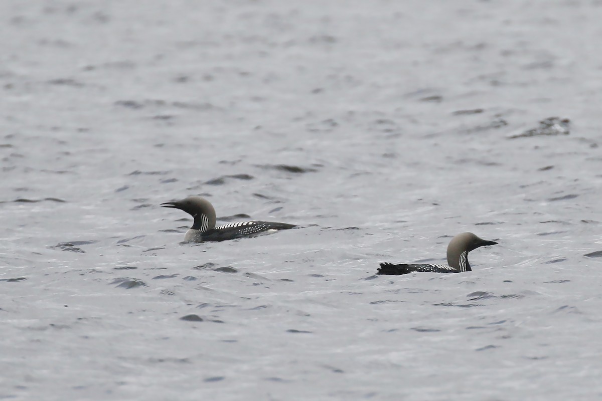 Arctic Loon - ML346702681