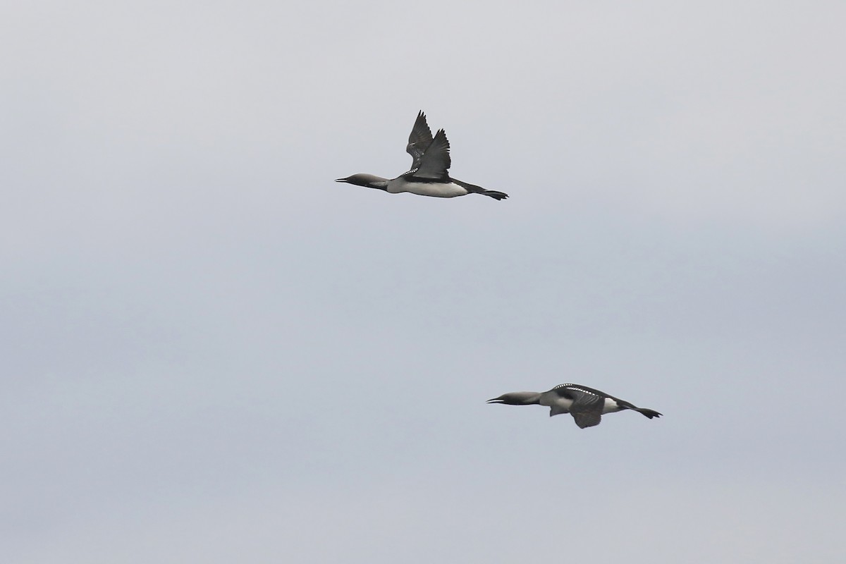 Arctic Loon - ML346702701