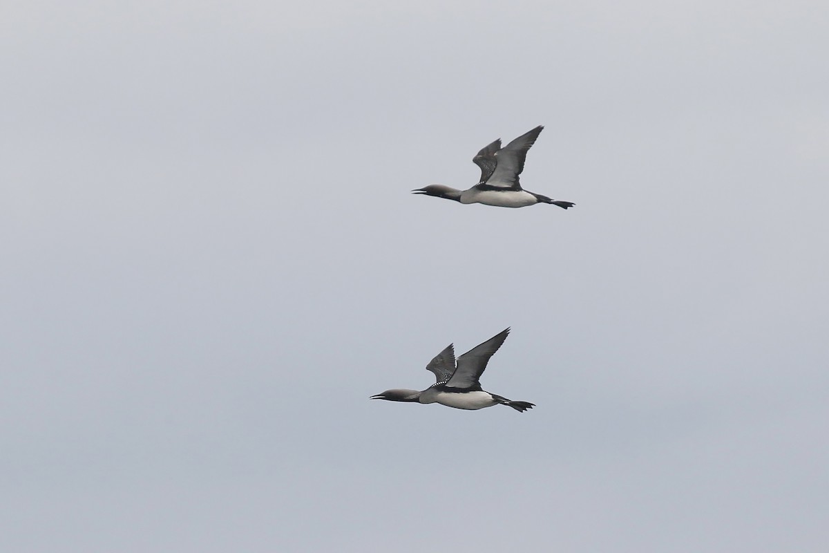 Arctic Loon - ML346702721