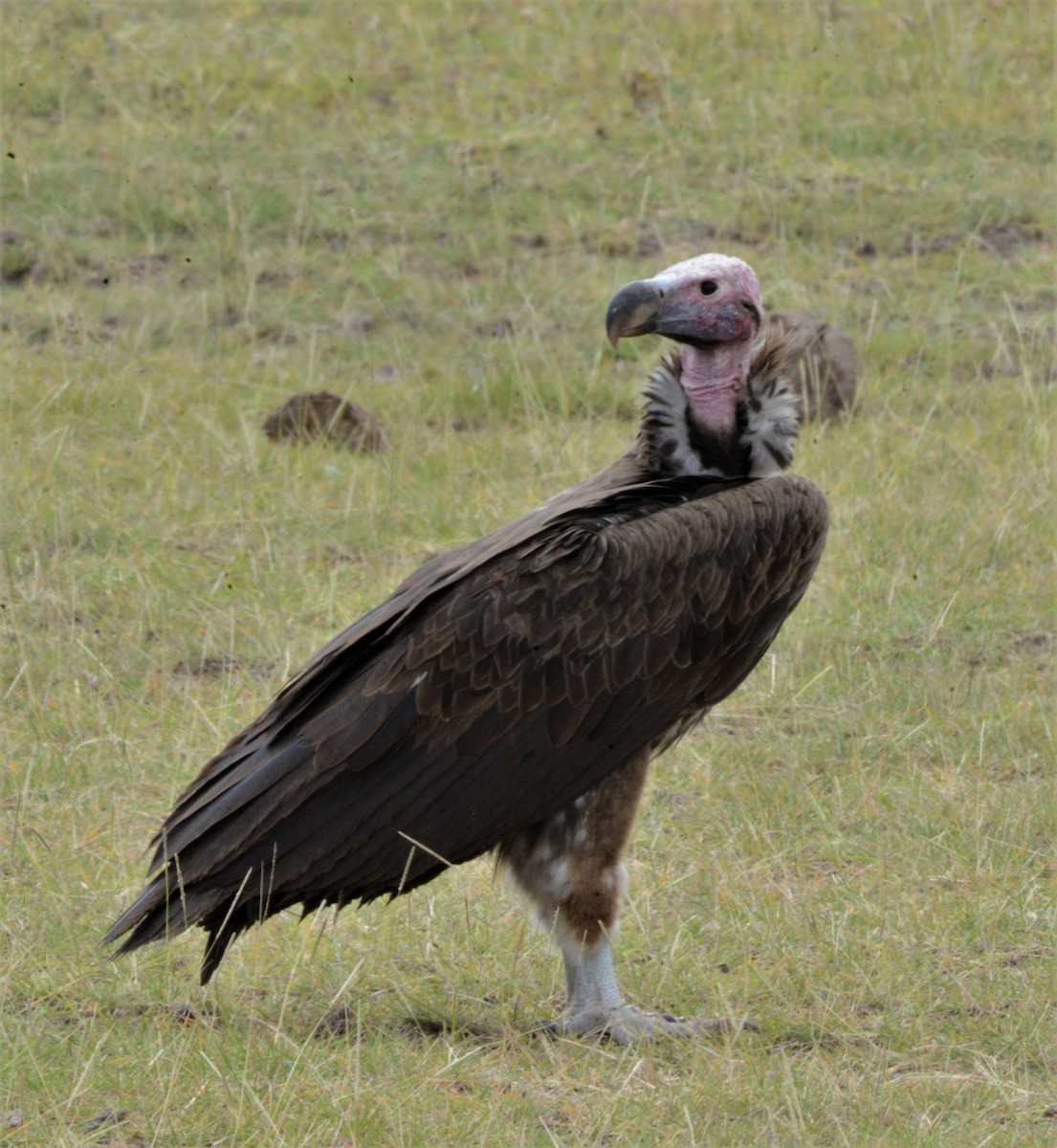 Lappet-faced Vulture - ML346703801