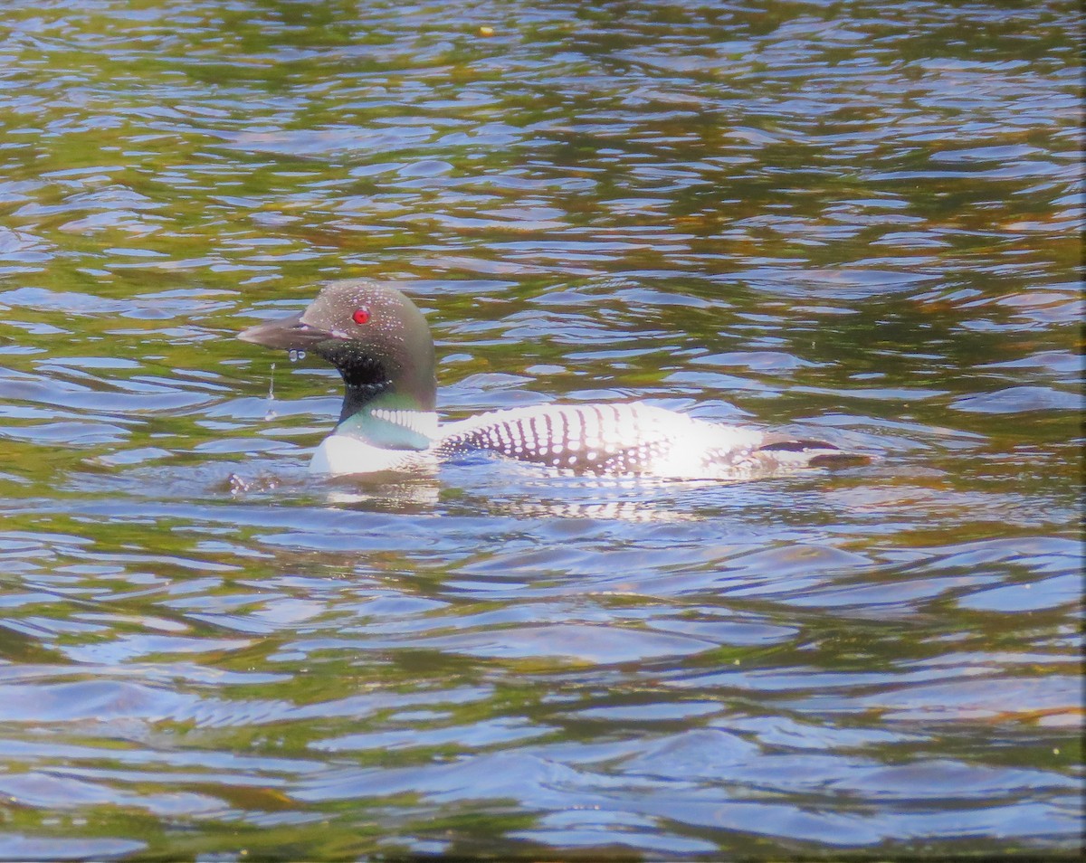 Plongeon huard - ML346705081