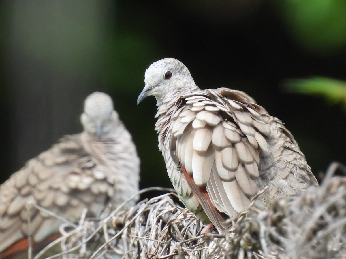 Inca Dove - ML346706191