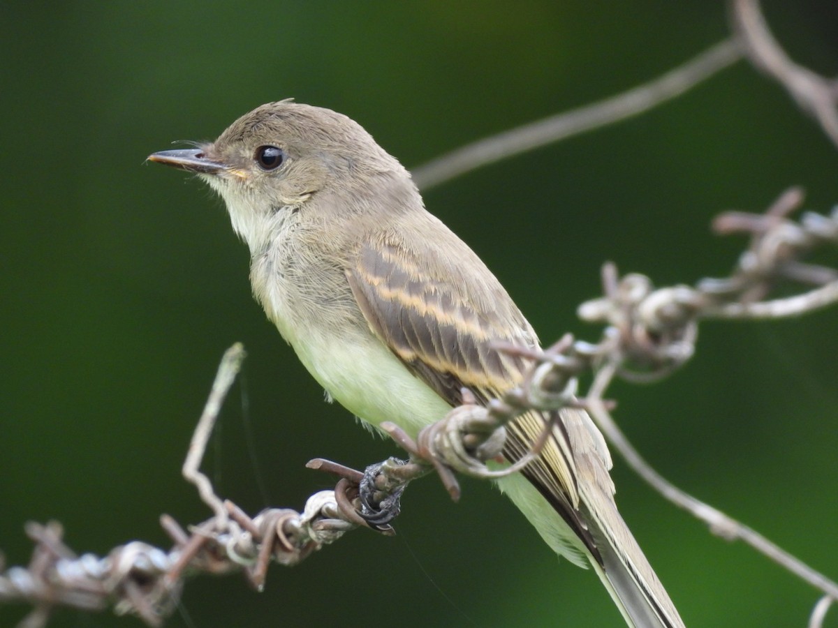 Eastern Phoebe - Steven Self