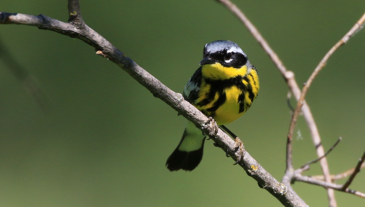 Magnolia Warbler - ML346706291