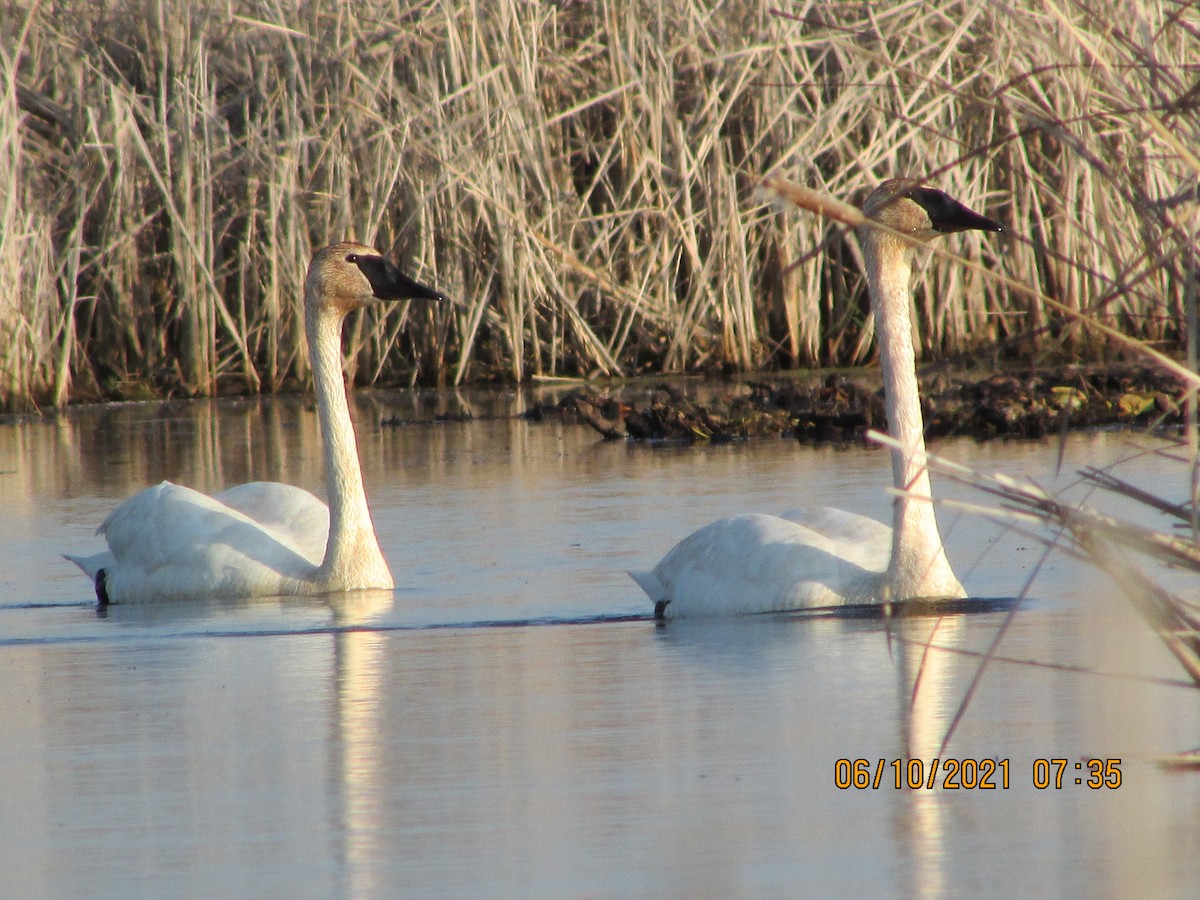Cisne Trompetero - ML346709331