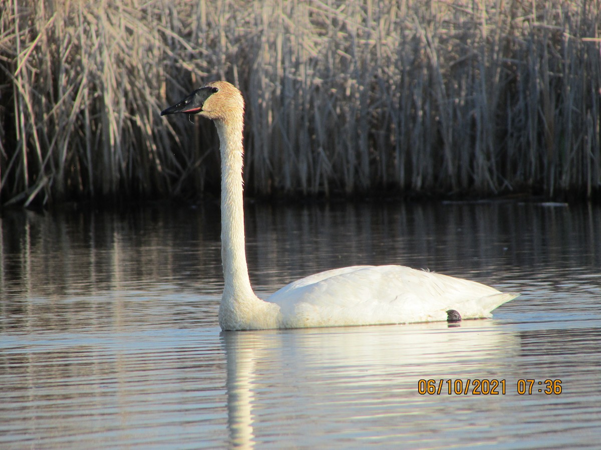 Cisne Trompetero - ML346709351
