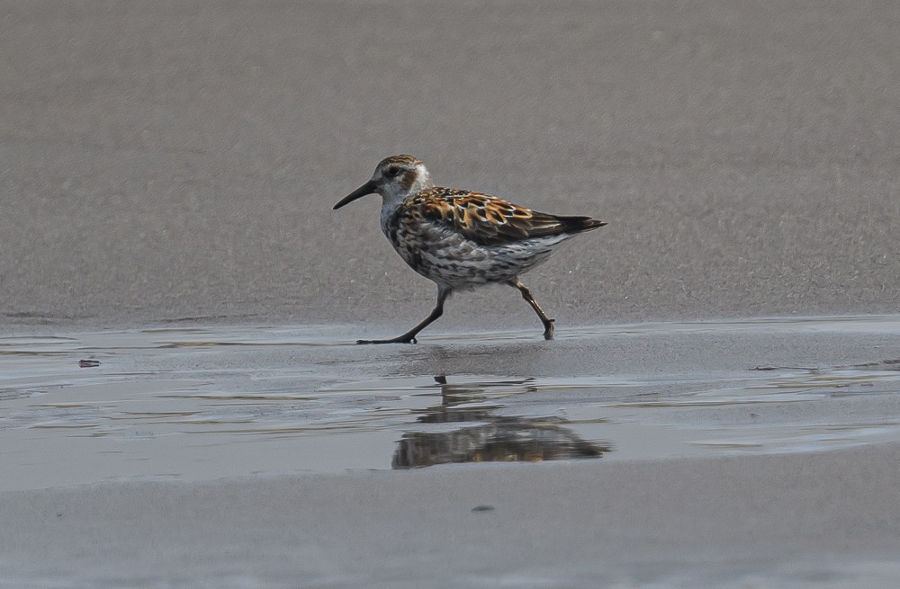 Rock Sandpiper - Bert Filemyr