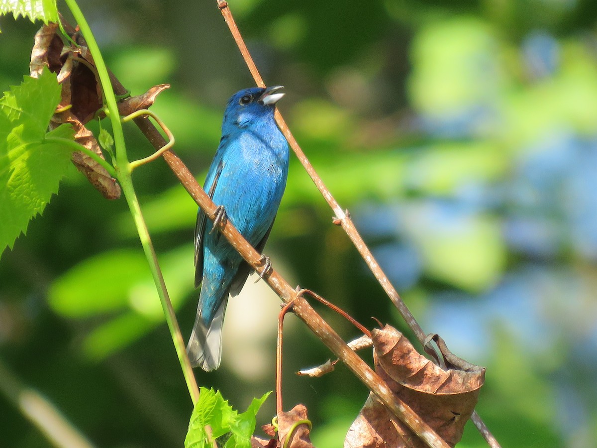 Indigo Bunting - Rebecca Laroche