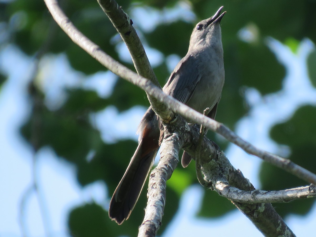 Gray Catbird - ML346710181