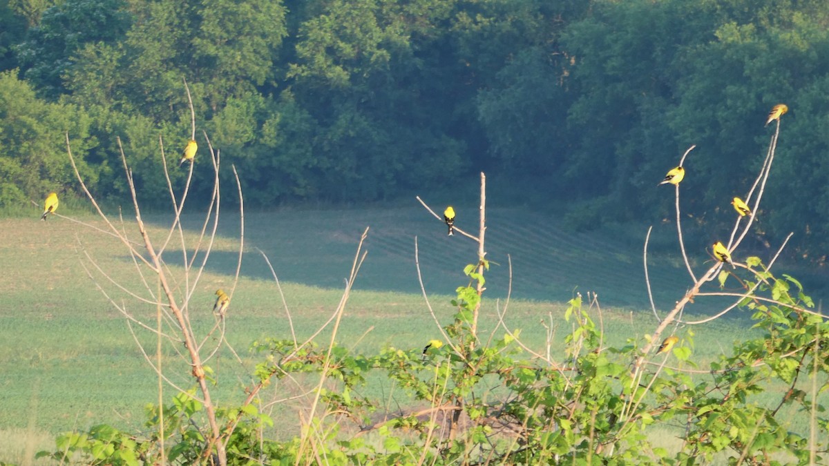 American Goldfinch - ML346710401