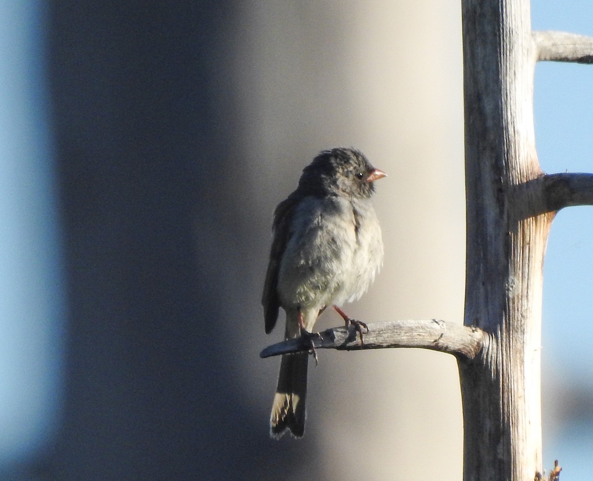Black-chinned Sparrow - ML346710441