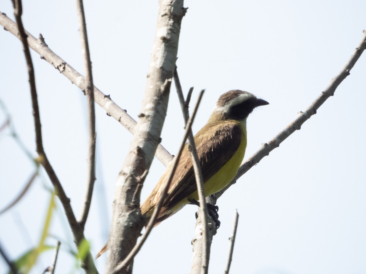 Social Flycatcher - ML346711801