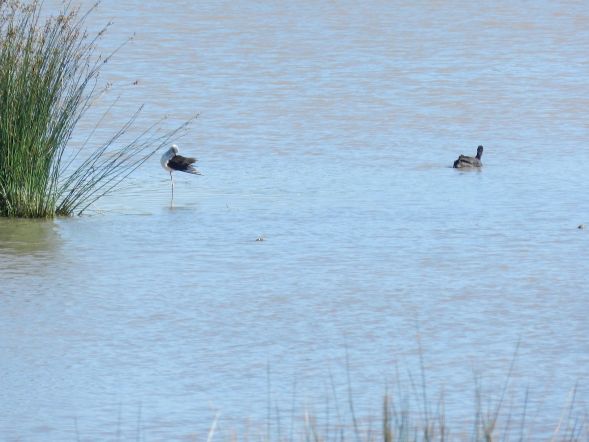 Black-winged Stilt - ML346712231