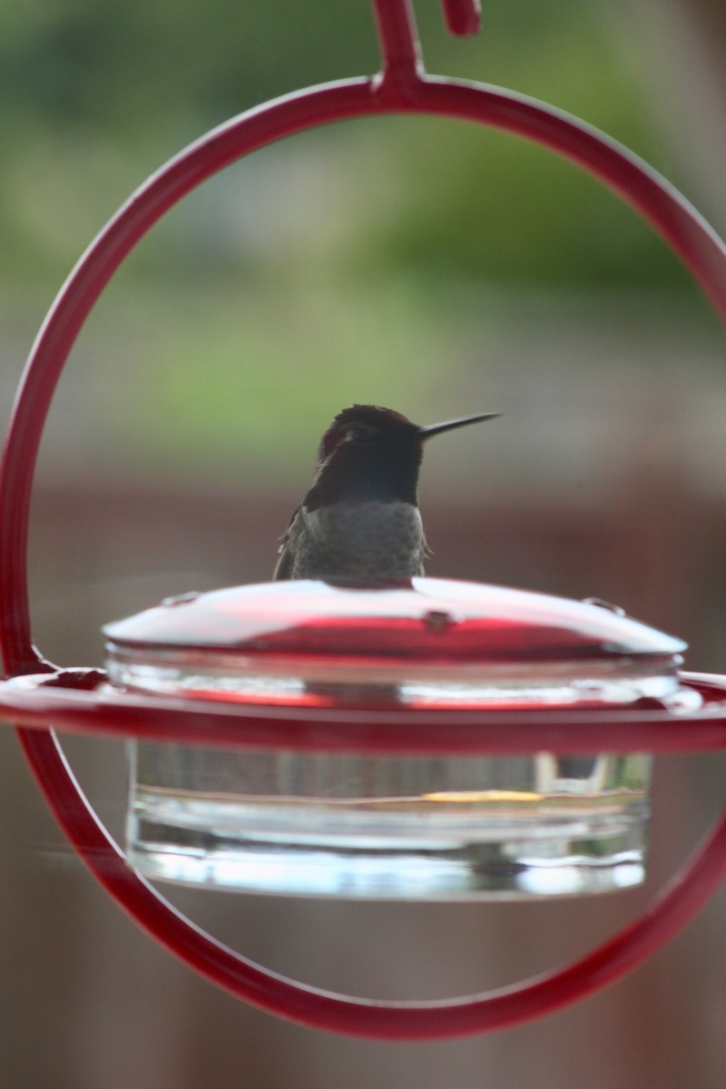 Anna's Hummingbird - ML346713911