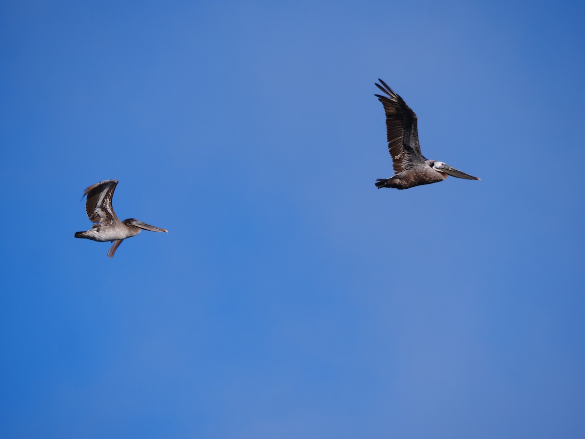 Brown Pelican - Alex Chen