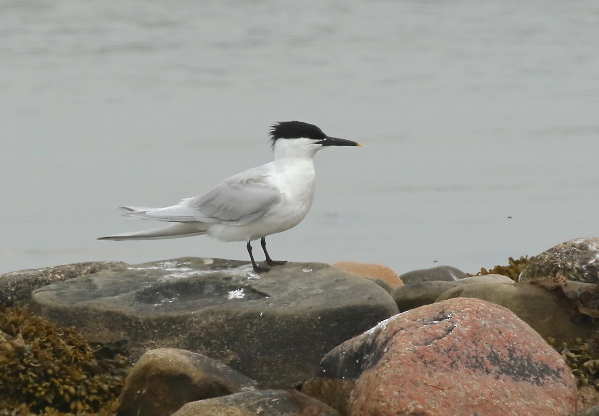 Sandwich Tern - Denise  McIsaac