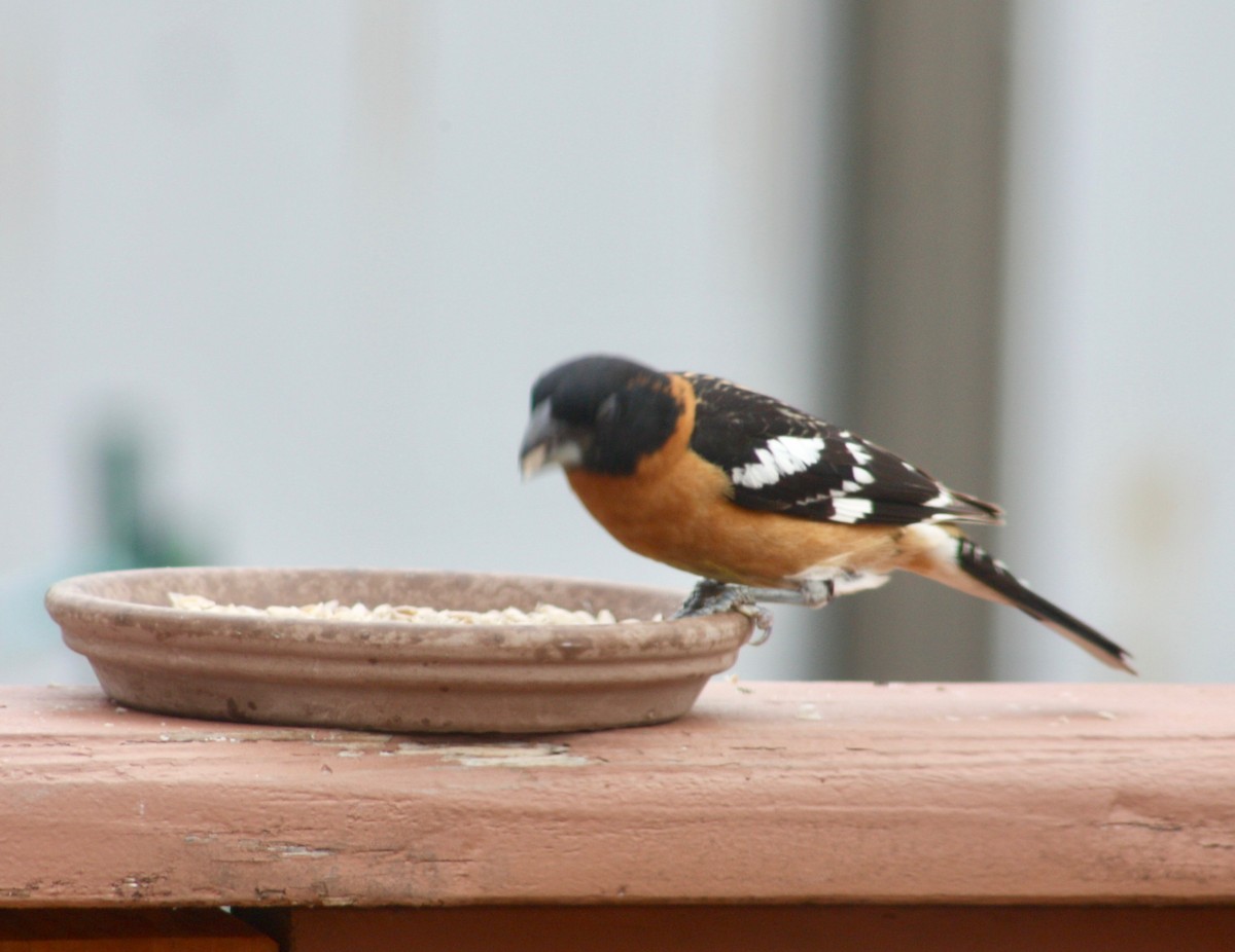 Black-headed Grosbeak - ML346714971