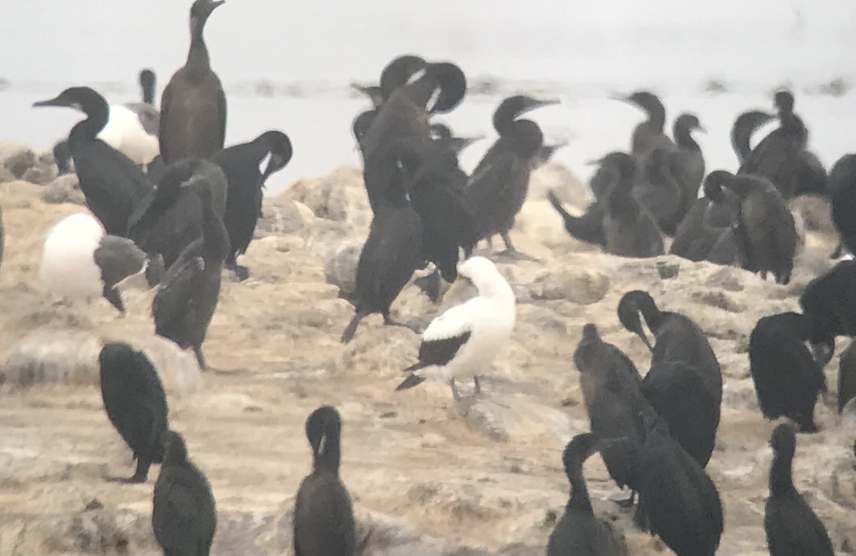 Masked Booby - Justyn Stahl