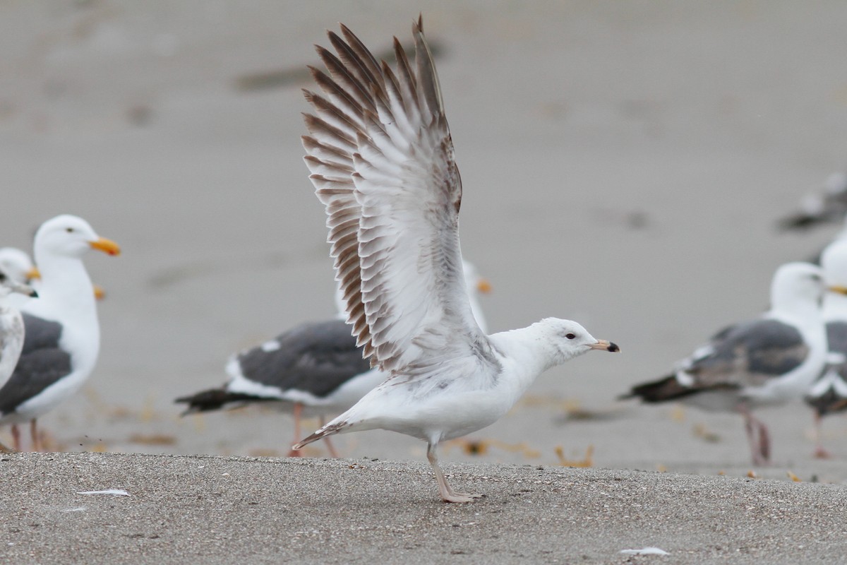 Ring-billed Gull - ML346716551