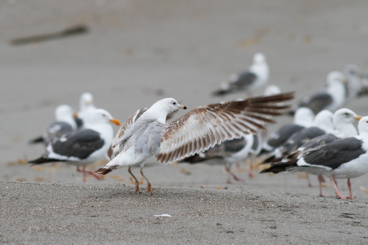 Ring-billed Gull - Justyn Stahl