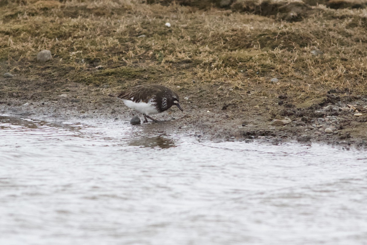 Black Turnstone - ML346718491