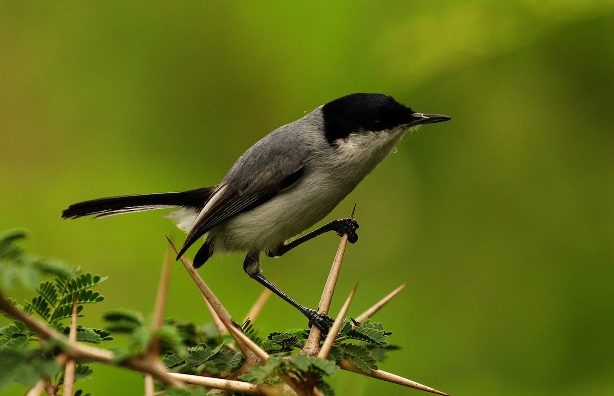 Tropical Gnatcatcher - ML346720131